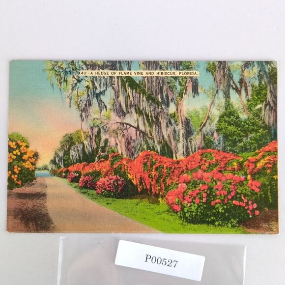 Hedge of Flame Vine & Hibiscus Florida 1940s Linen Postcard FL PC 1944 Hialeah - Picture 1 of 2